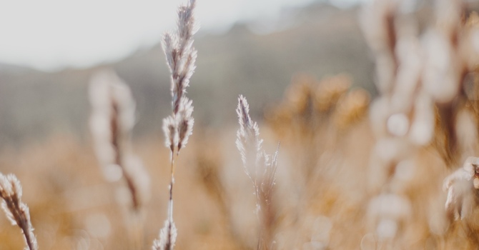 Counseling/Mental Health Therapy