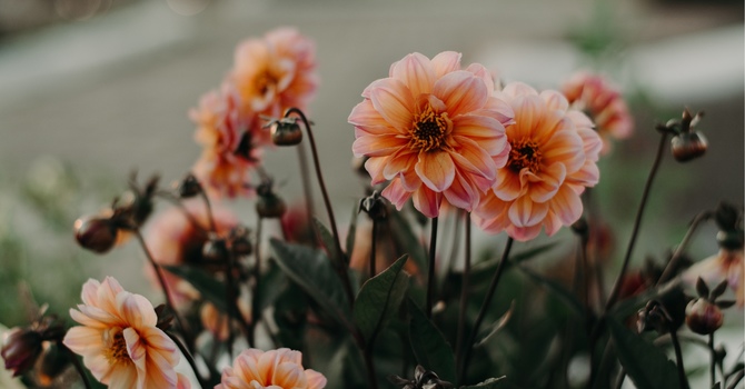 Counseling/Mental Health Therapy