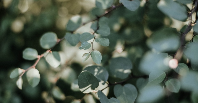 Counseling/Mental Health Therapy